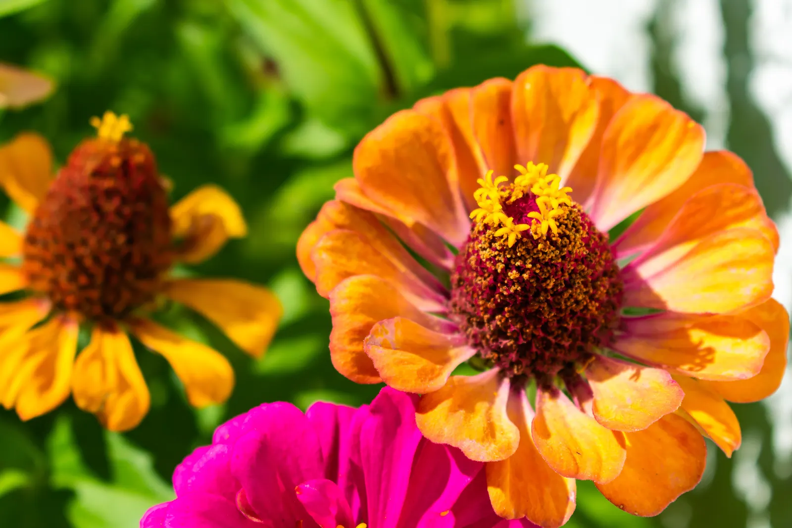 Bright orange zinnia bloom in full sun