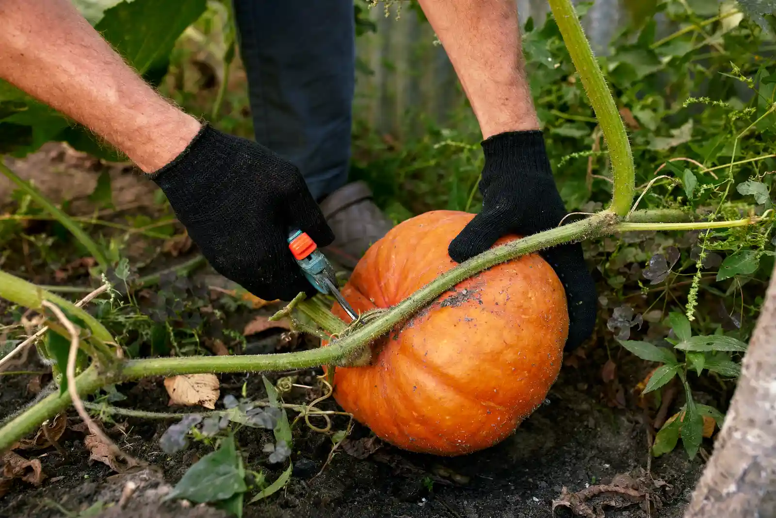 Gardener cutting a ripe pumpkin from the vine with a stem attached