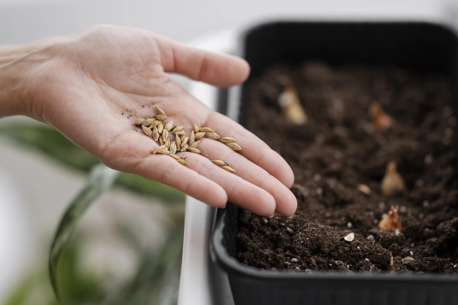 Gardener holding seeds over a tray of moist soil, ready to germinate seeds