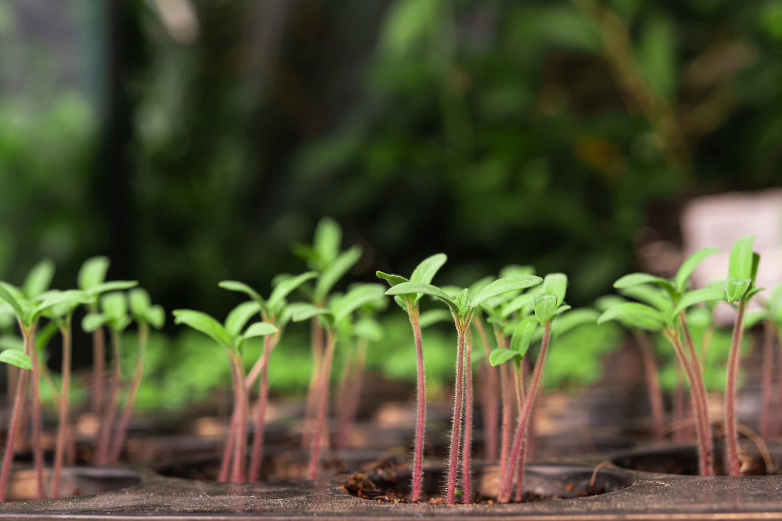 Young tomato seedlings sprouting in a planting tray, showing how to germinate seeds at home