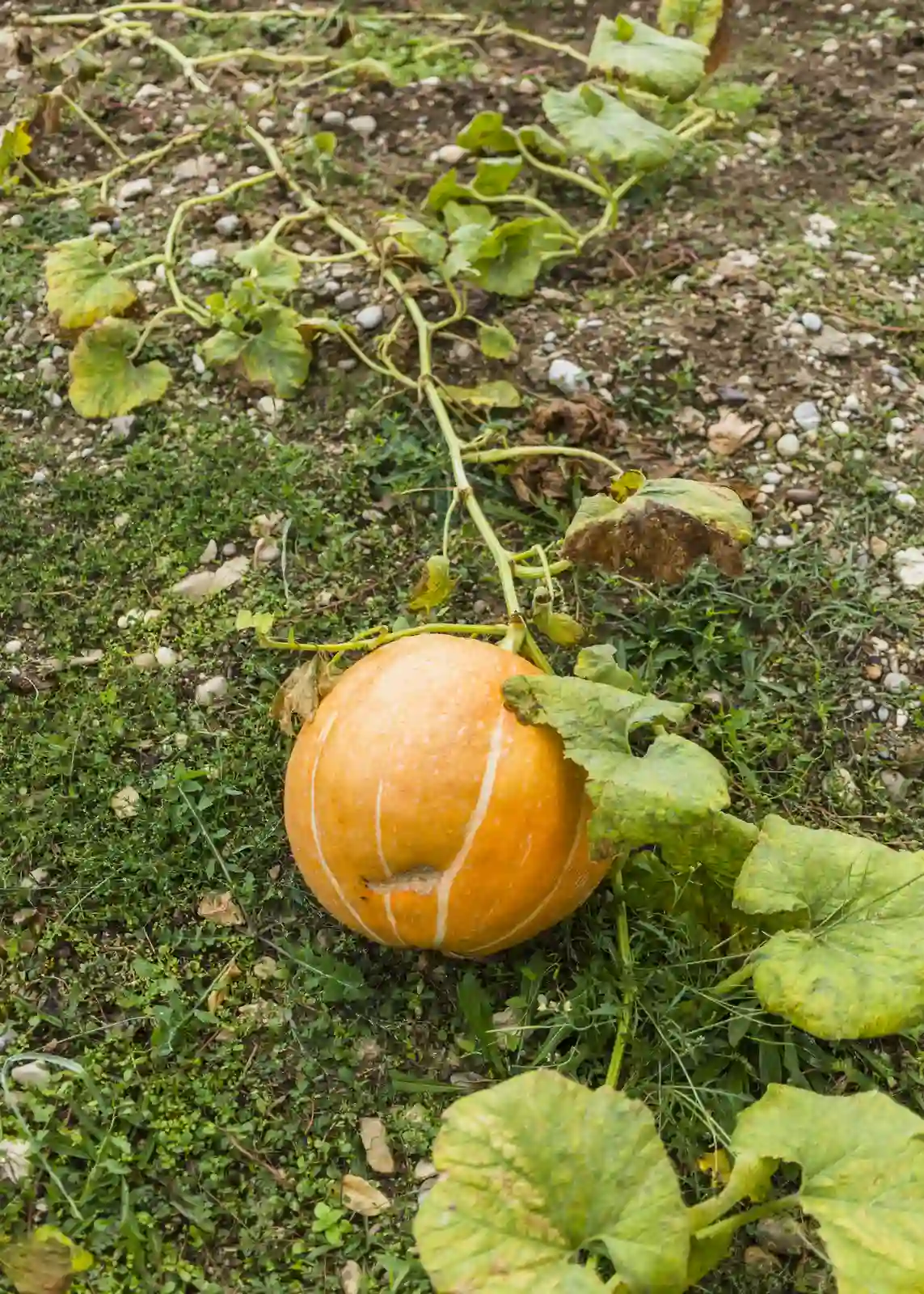 Pumpkin growing on a healthy vine after planting pumpkin seeds in a sunny garden patch