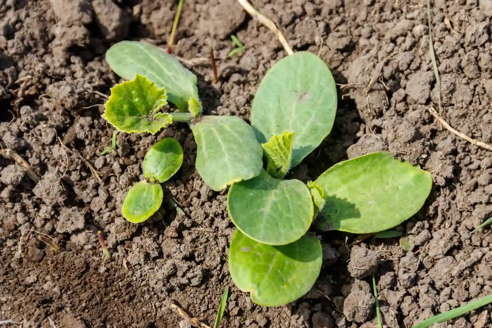 Young squash-family seedling with its first true leaves in garden soil