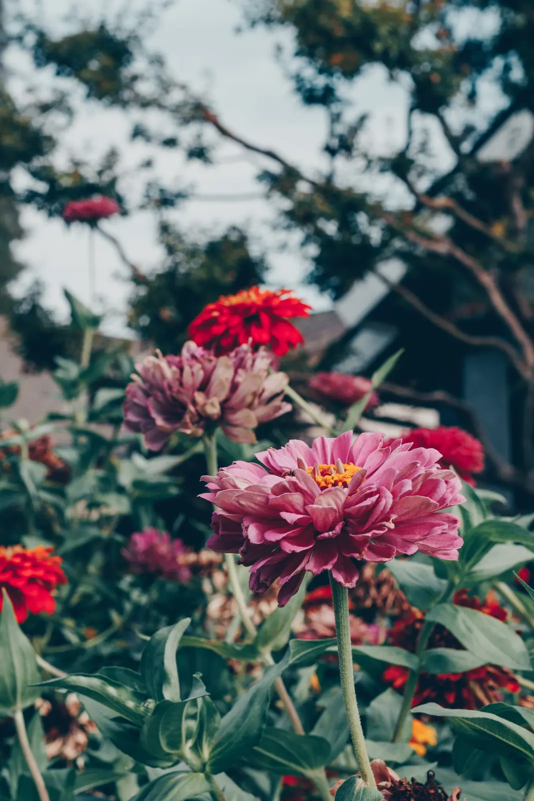 Pink and red zinnias blooming in a summer garden after planting zinnia seeds