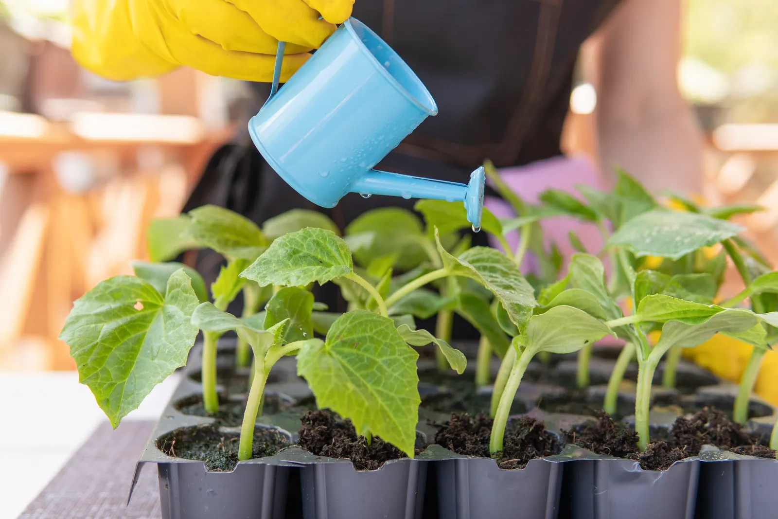 Watering young seedlings in a seed tray to keep the mix evenly moist