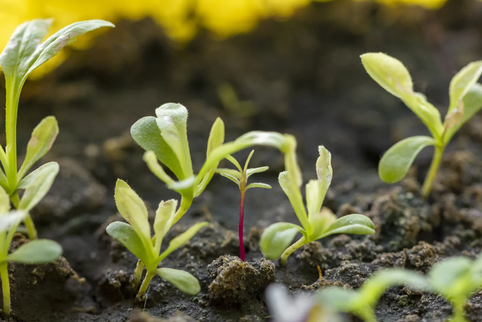 Fresh sprouts emerging from warm soil in soft sunlight