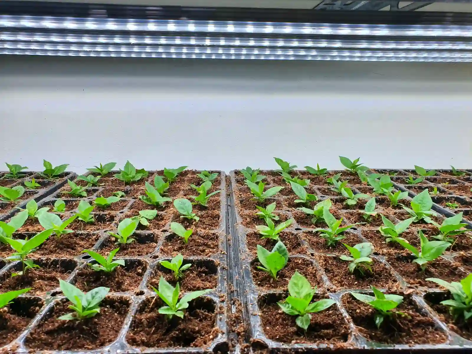 Rows of seedlings growing in trays under bright grow lights
