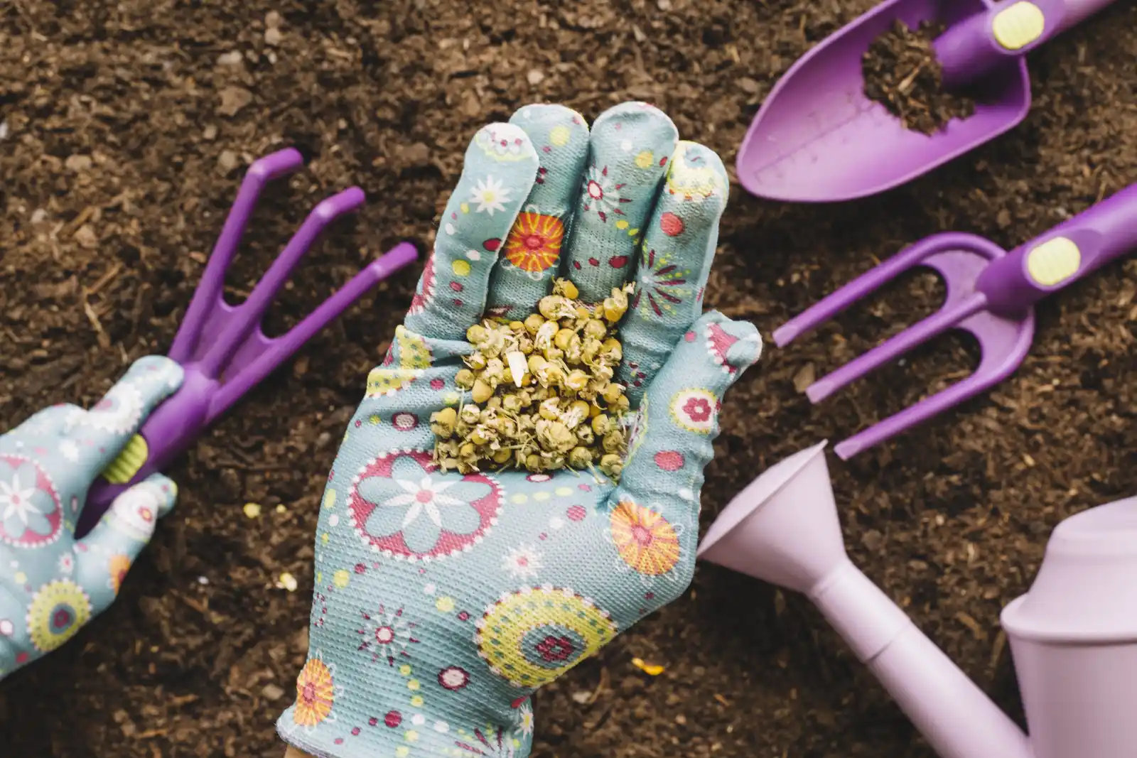 Gloved hand holding flower seeds over prepared garden soil, ready for sowing