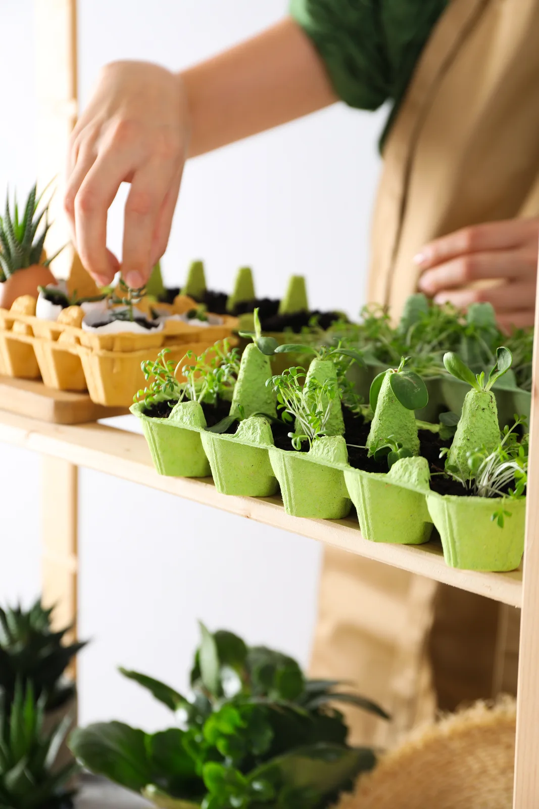 Gardener starting seeds indoors in egg carton trays on a shelf